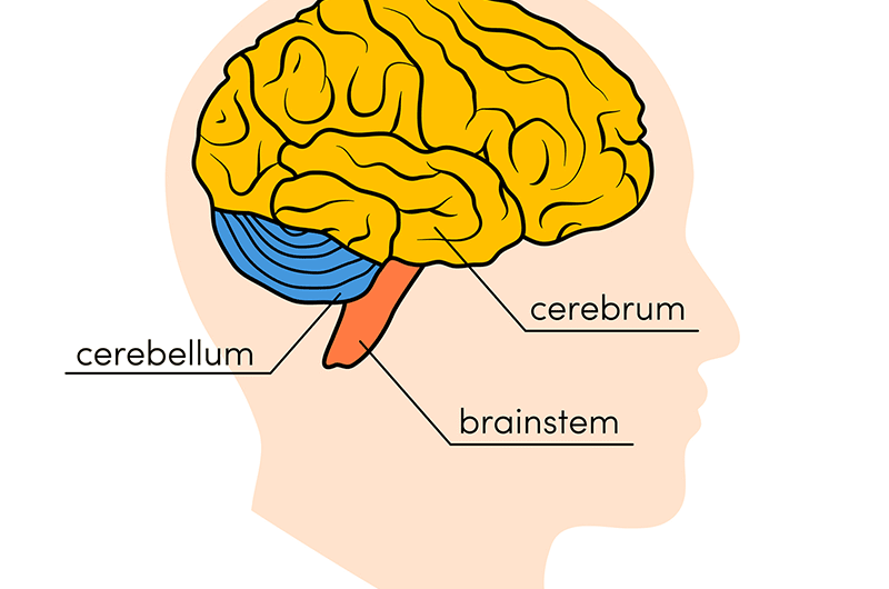 10 Brain Exercises to Boost Your Memory and Sharpen Your Mind