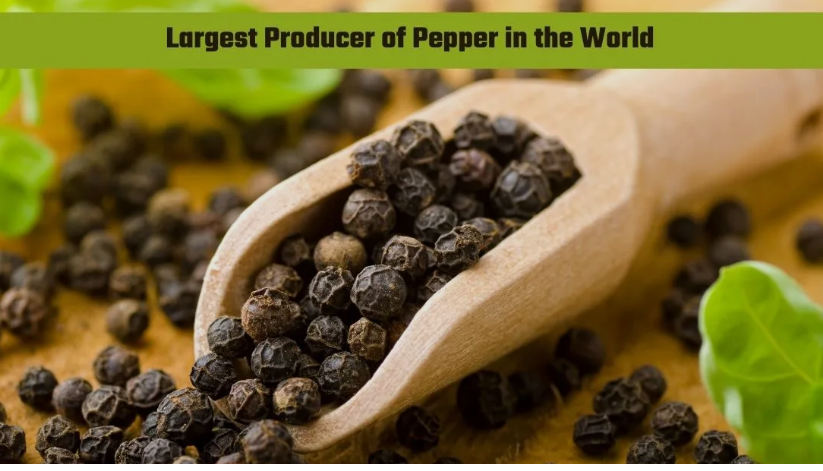 Which Country Produces the Most Pepper? The Answer May Surprise You