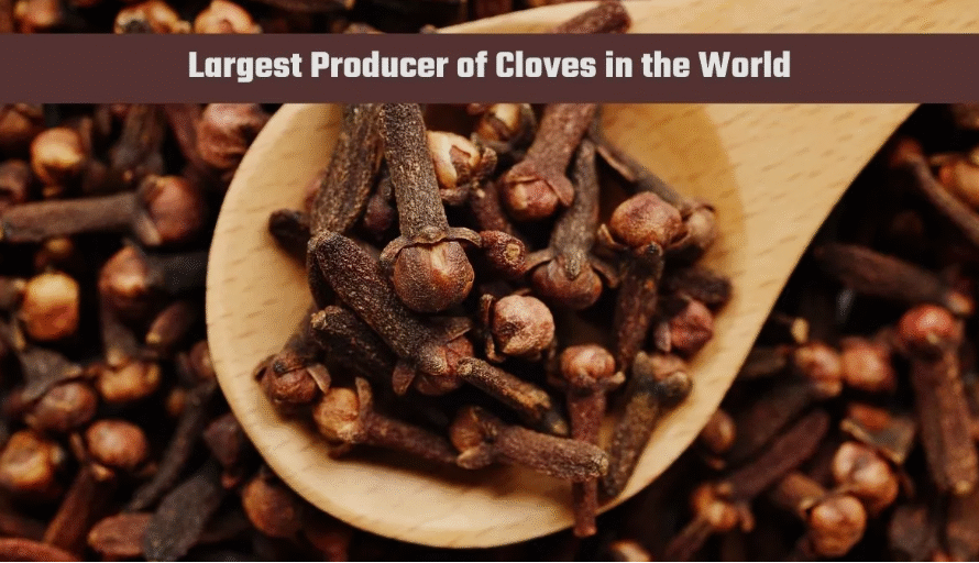 Which Country Produces the Most Cloves