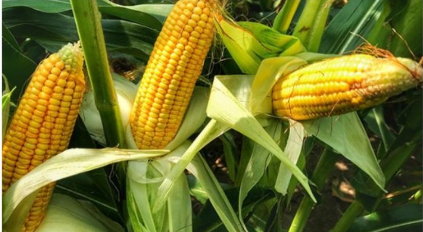 Which Country Is the World’s Largest Exporter of Sweet Corn