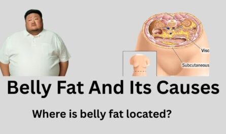 belly fat and its causes